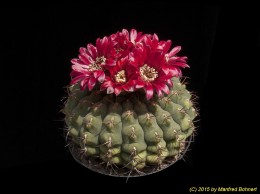 Gymnocalycium spec. 1619